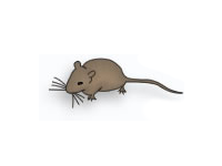 ハツカネズミのイラスト